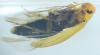 Anaspis sp.